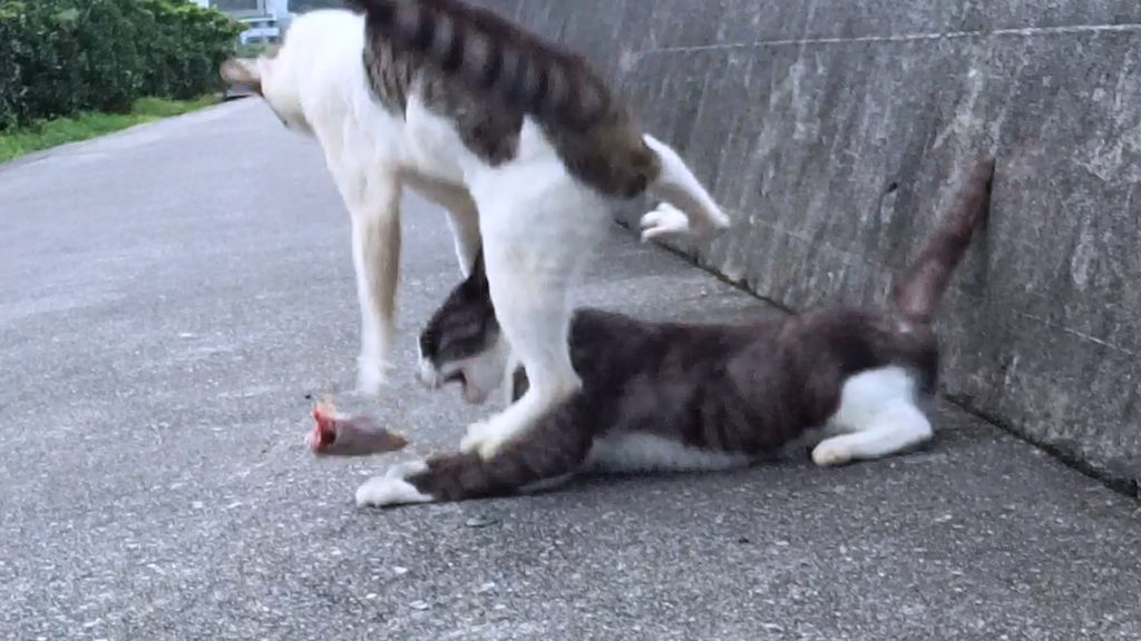 魚は転がってしまう