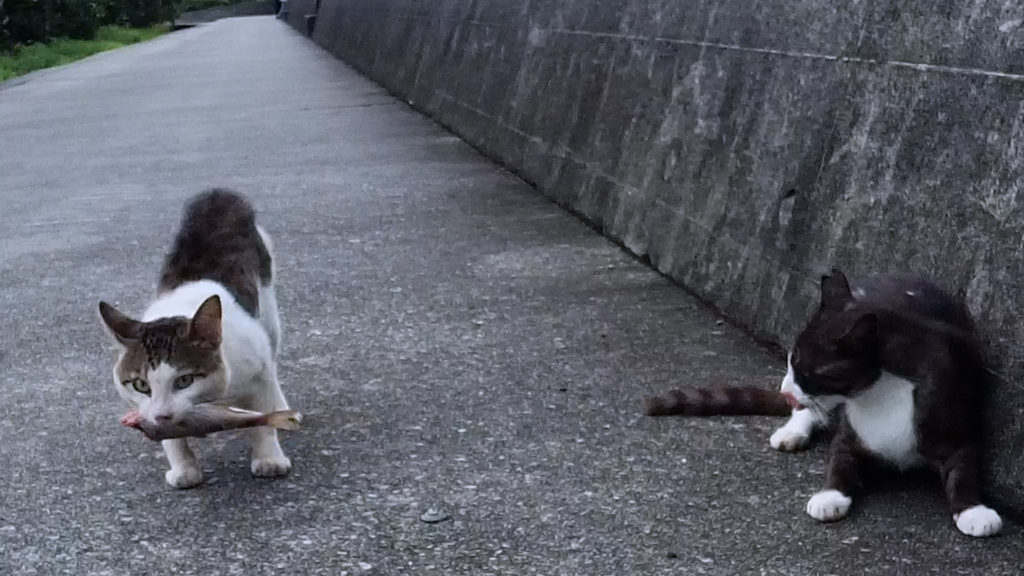 襲ってきた猫に魚を横取りされてしまった