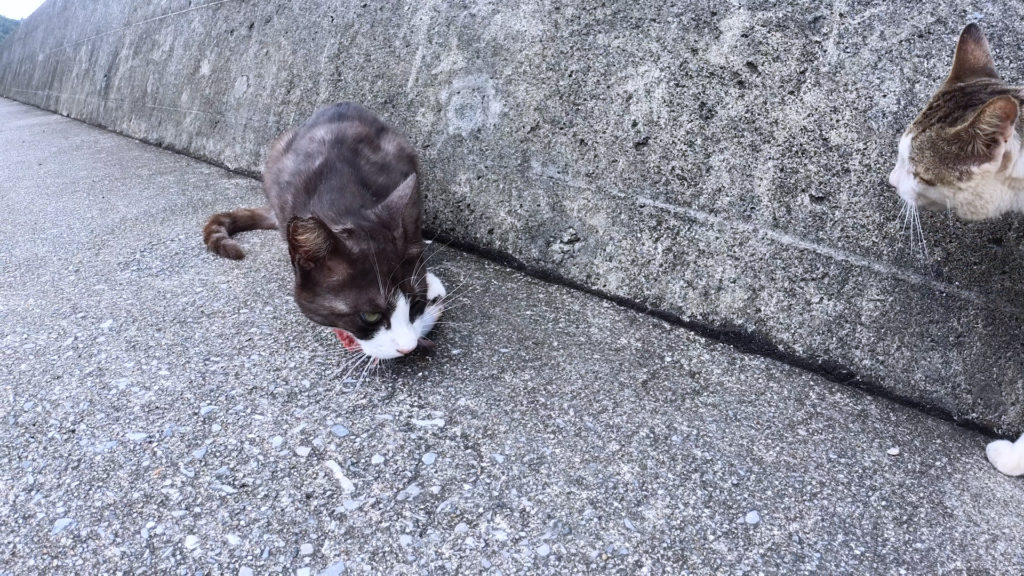 魚を口にくわえて、逃げる準備をする猫