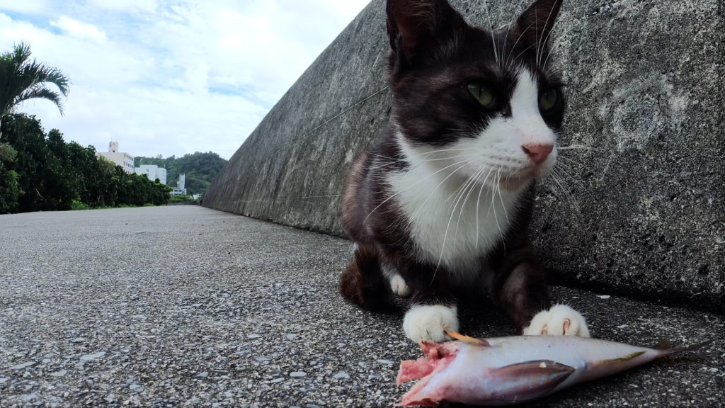 他の猫に食べている所を見つかったしまった