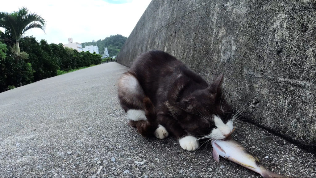 魚の頭をかじっている猫