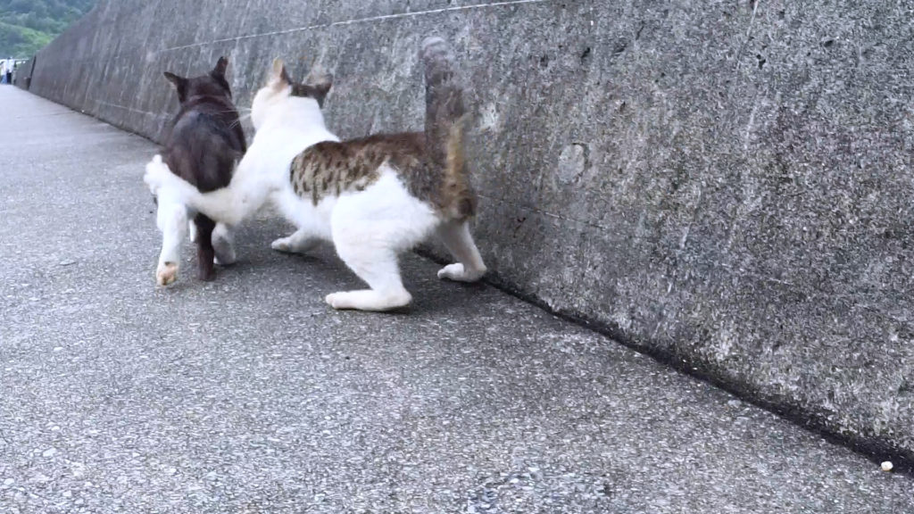 魚をくわえながら逃げる猫